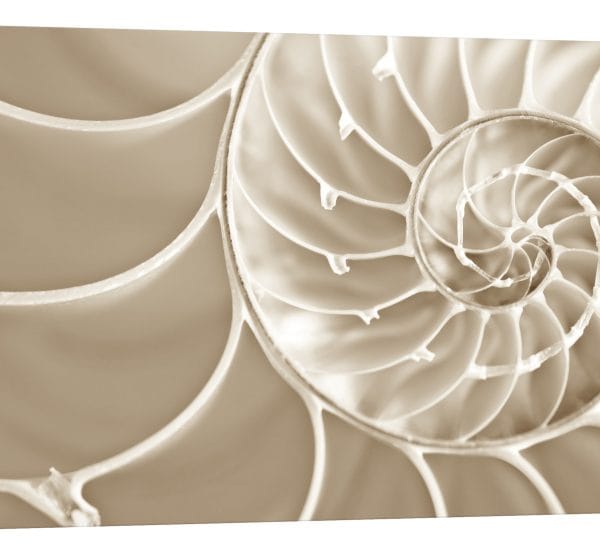 tablou canvas scoica alba luminescent decor elegant
