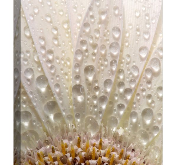 Tablou canvas floare stropi apa luminescent