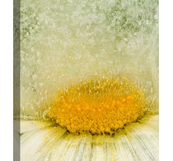 Tablou canvas floare acid luminescent