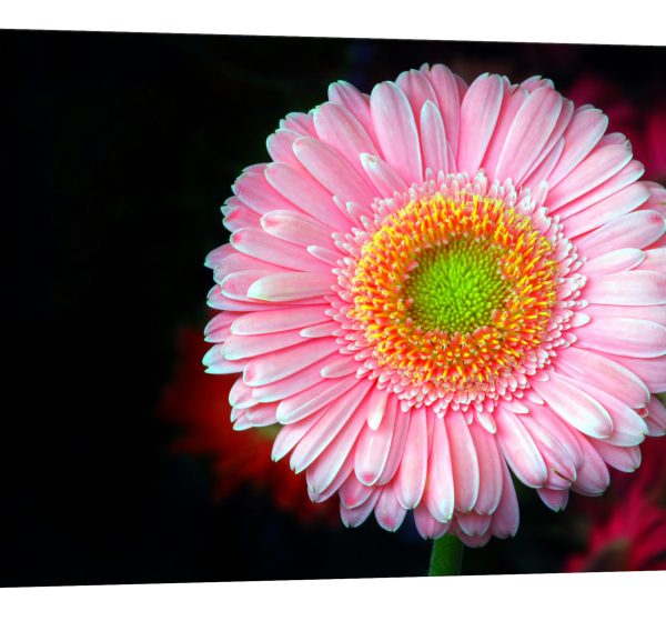 Tablou canvas gerbera roz luminescent