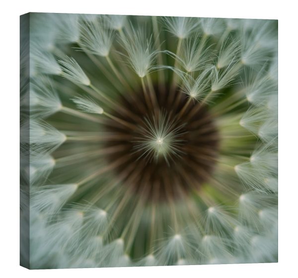 Tablou canvas interior papadie luminescent