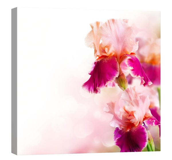 Tablou canvas iris roz luminescent