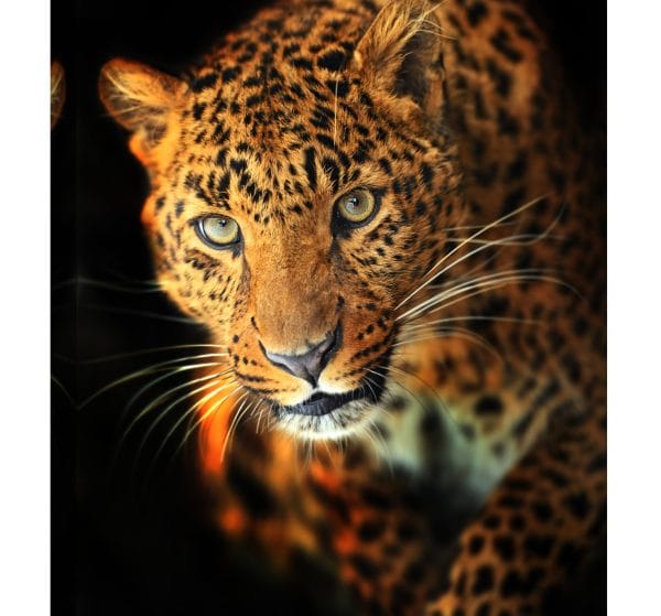 tablou canvas leopard intuneric luminescent