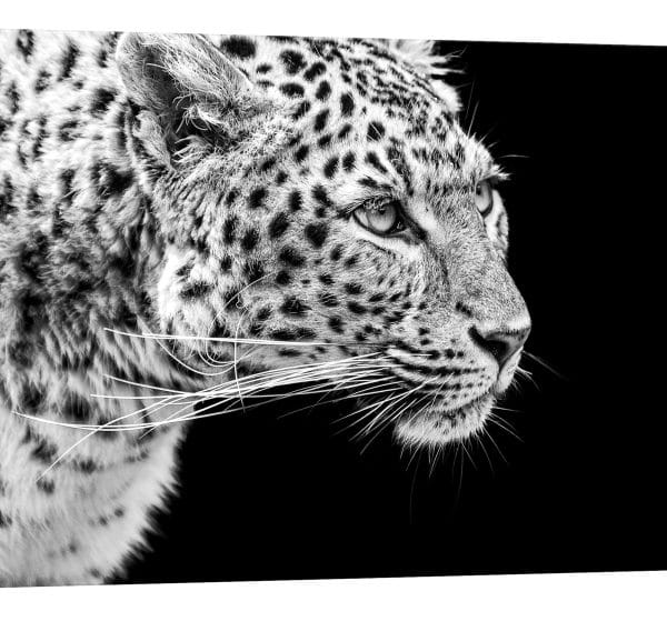 tablou canvas leopard negativ luminescent