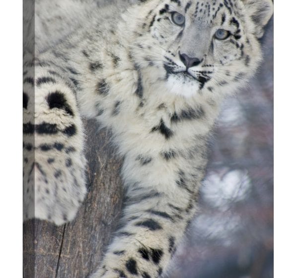 tablou canvas leopard zapada luminescent