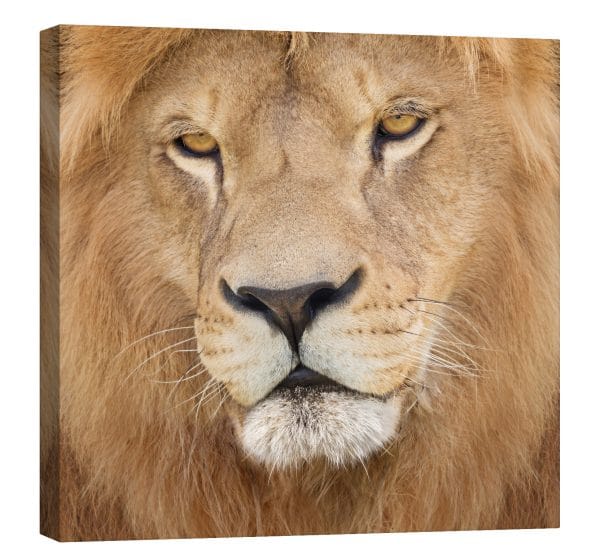 tablou canvas leu serios luminescent