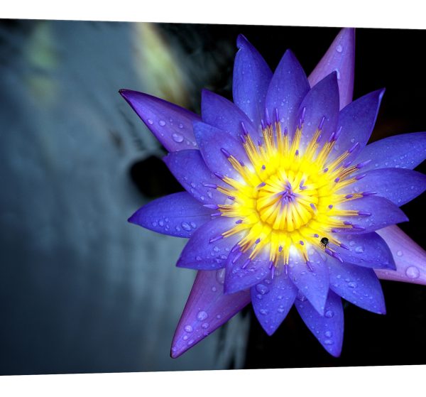 Tablou canvas lotus albastru luminescent