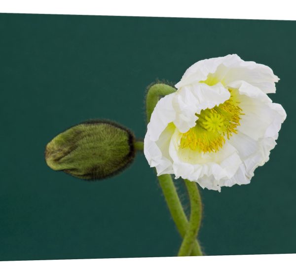 Tablou canvas mac fundal verde luminescent
