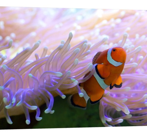 tablou canvas nemo corali mov luminescent