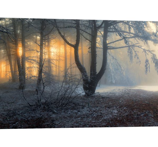 tablou canvas padure inghetata apus luminescent