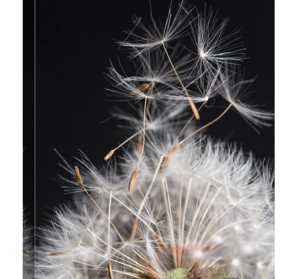Tablou canvas papadie suflata luminescent