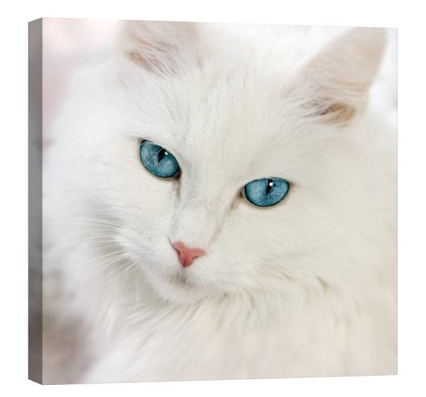 tablou canvas pisica ochi albastru luminescent