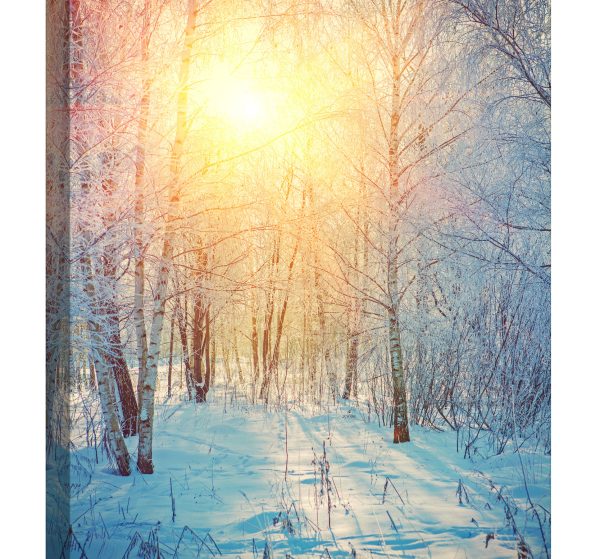 Tablou canvas padure zapada soare auriu luminescent